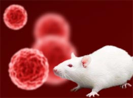 小鼠細胞STR鑒定